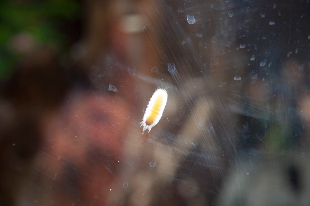 Sig Bergamim- Casa Cor 2014 - Foto Fátima Amaral - _0043