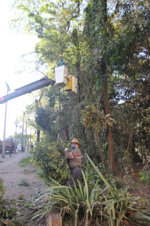 Bosque corte de árvores em junho 2016-06-27 10.24.39