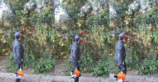 Bosque de Londrina corte de árvores em junho de 2016-06-27 10.25.58