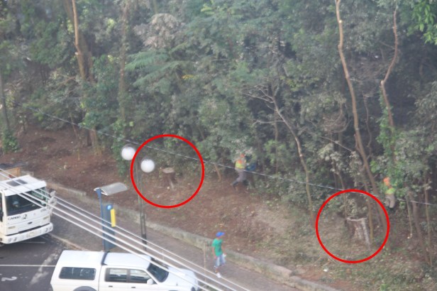 Bosque de Londrina corte de árvores em junho de 2016-06-27 10.40.21