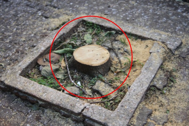 Bosque de Londrina corte de árvores em junho de 2016-06-27 11.25.13