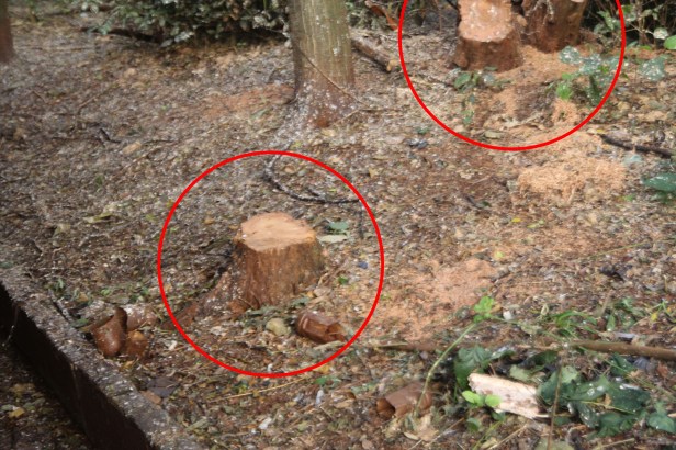 Bosque de Londrina corte de árvores em junho de 2016-06-27 11.25.43