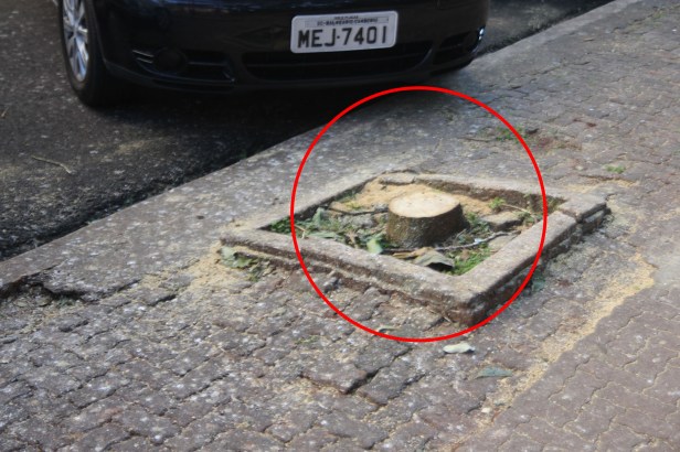 Bosque de Londrina corte de árvores em junho de  2016-06-27 11.26.24
