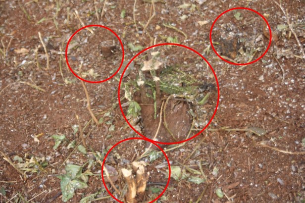 Bosque de Londrina corte de árvores em junho de 2016-06-27 11.26.44