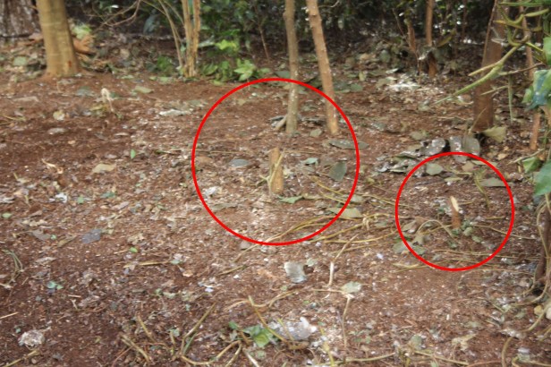 Bosque de Londrina corte de árvores em junho de 2016-06-27 11.26.54