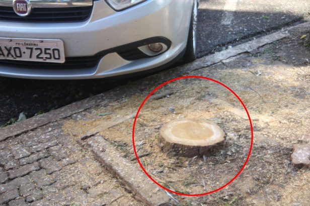 Bosque de Londrina corte de árvores em junho de 2016-06-27 11.27.19