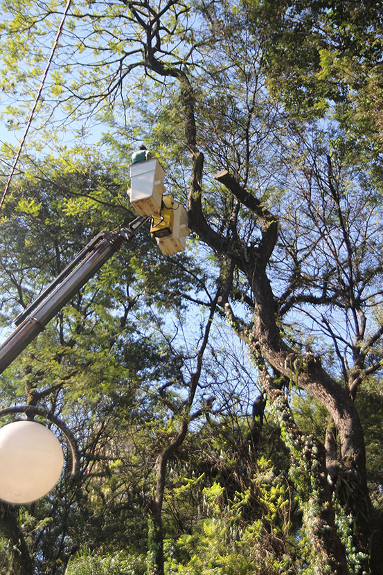 Bosque de Londrina corte de árvores em junho de 2016-06-27 11.29.21