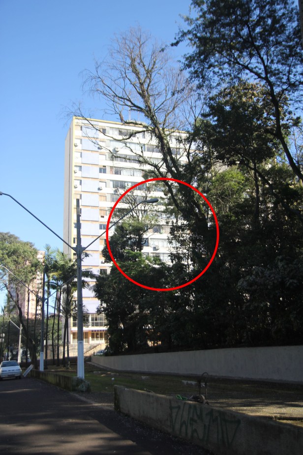 Bosque de Londrina corte de árvores em junho de 2016-06-27 11.34.43