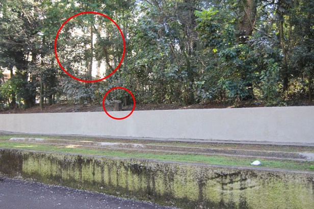 Bosque de Londrina corte de árvores em junho de 2016-06-27 11.35.09