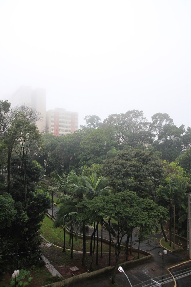 Bosque neblina 6 de junho 2016-06-05 14.16.50 árvore cortada